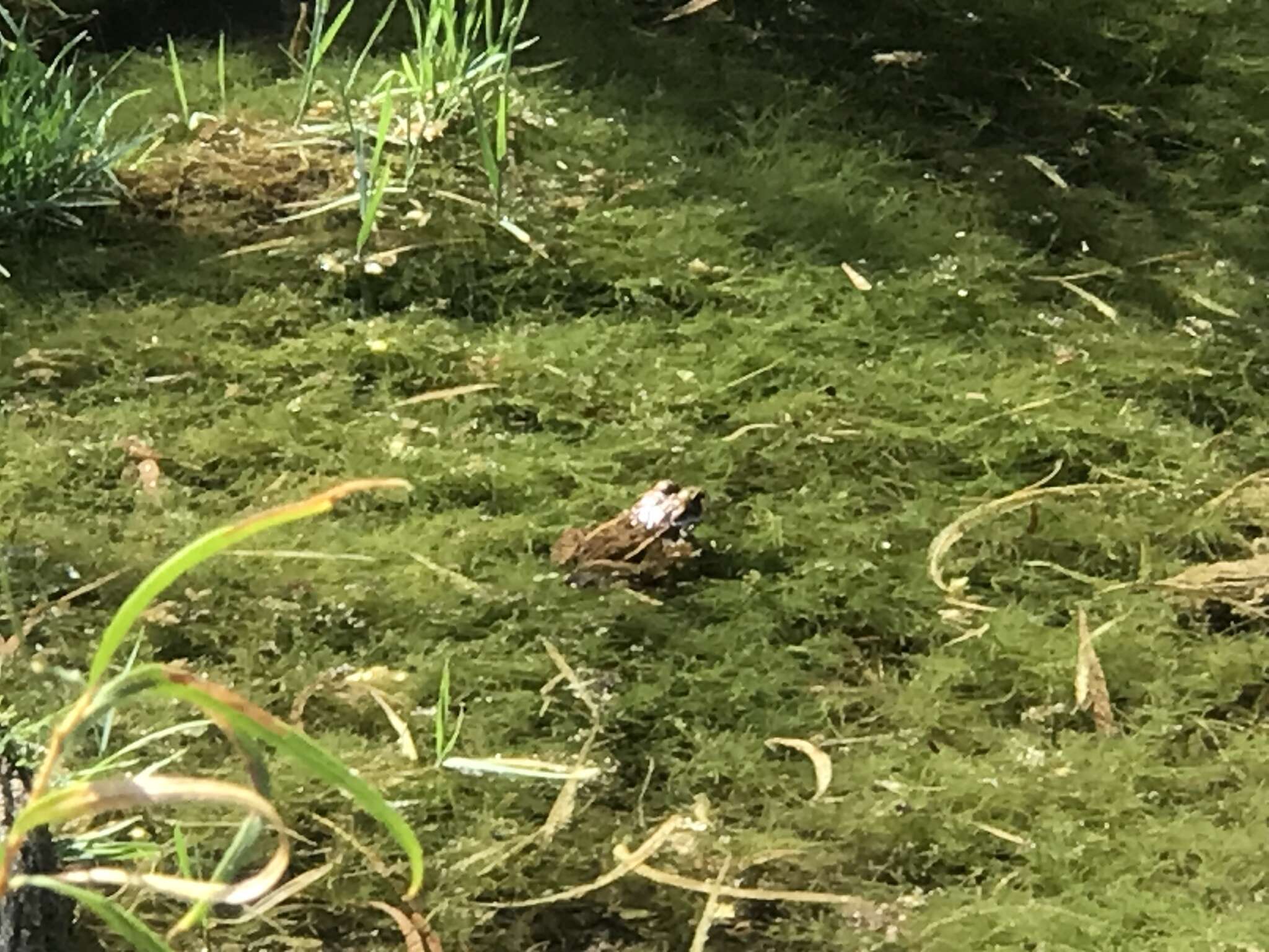 Sivun Lithobates onca (Cope ex Yarrow 1875) kuva