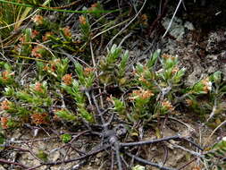 Image of Pimelea oreophila subsp. hetera C. J. Burrows