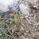 Image of Viola suavis subsp. adriatica (Freyn) L. Haesler