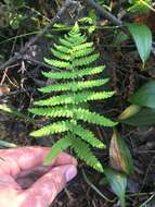 Sivun Thelypteris palustris subsp. pubescens (Lawson) Fraser-Jenkins kuva