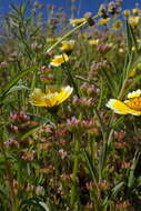 Plancia ëd Valeriana ciliosa (Greene) Byng & Christenh.