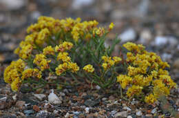 Image of Limonium aureum (L.) Hill