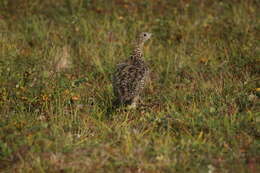 Image of <i>Lagopus muta komensis</i>