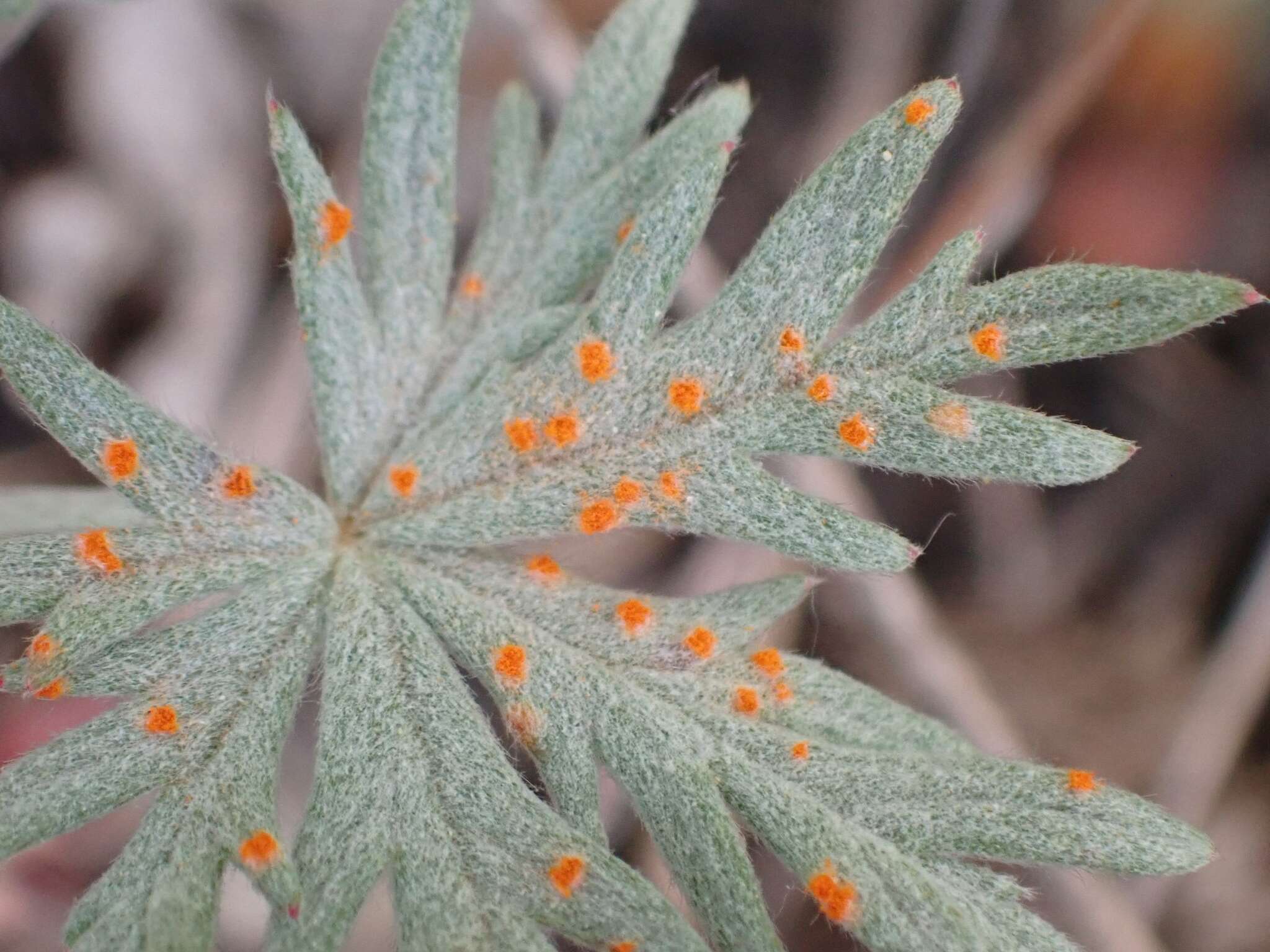 صورة Phragmidium potentillae (Pers.) P. Karst. 1878