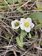 Image of Dwarf Monkey-Fiddle