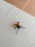 Imagem de <i>Labidostomis taxicornis</i>