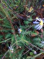 Image of Creeping Stiff-leaved Aster