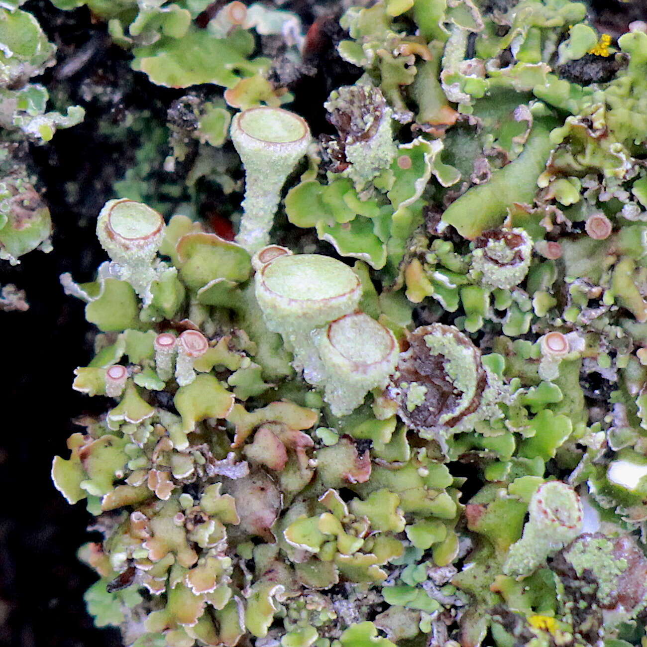 Image of Asahina's cup lichen