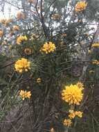 Image of Pultenaea stipularis Sm.