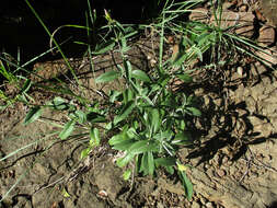 Image of Barleria lancifolia T. Anders.