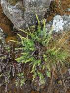 Image of Michaux's wormwood