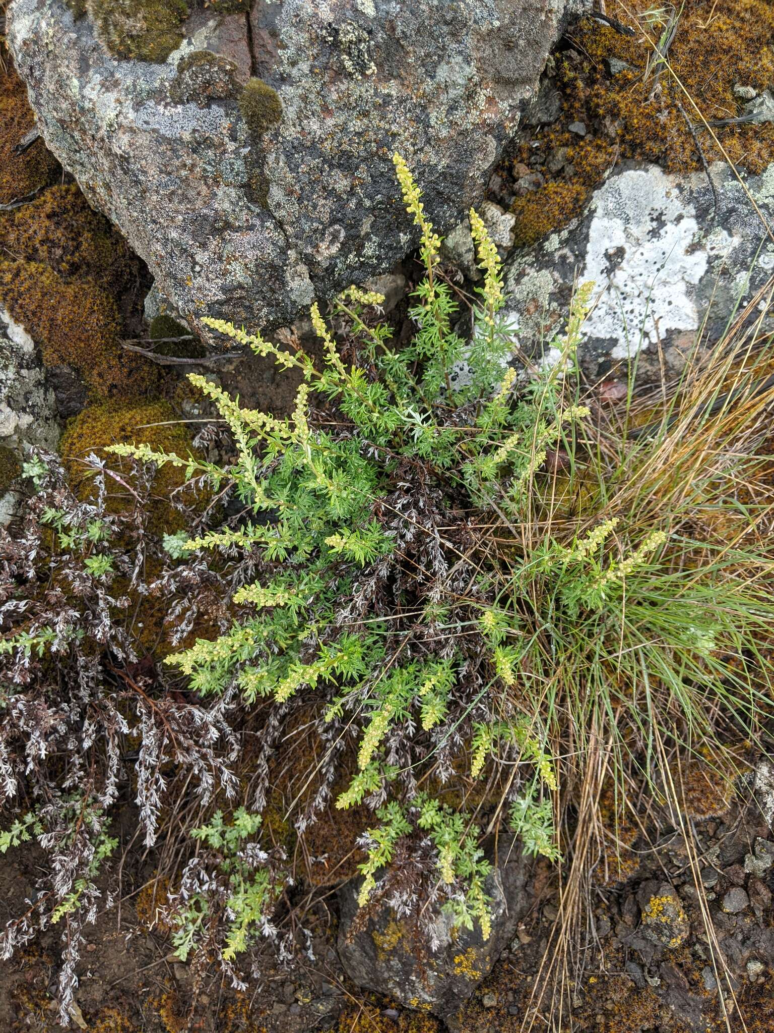 Image of Michaux's wormwood