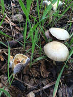 Image de Leratiomyces percevalii (Berk. & Broome) Bridge & Spooner 2008