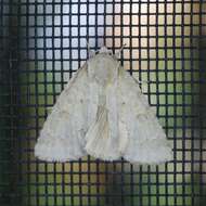 Image of Birch Dagger Moth