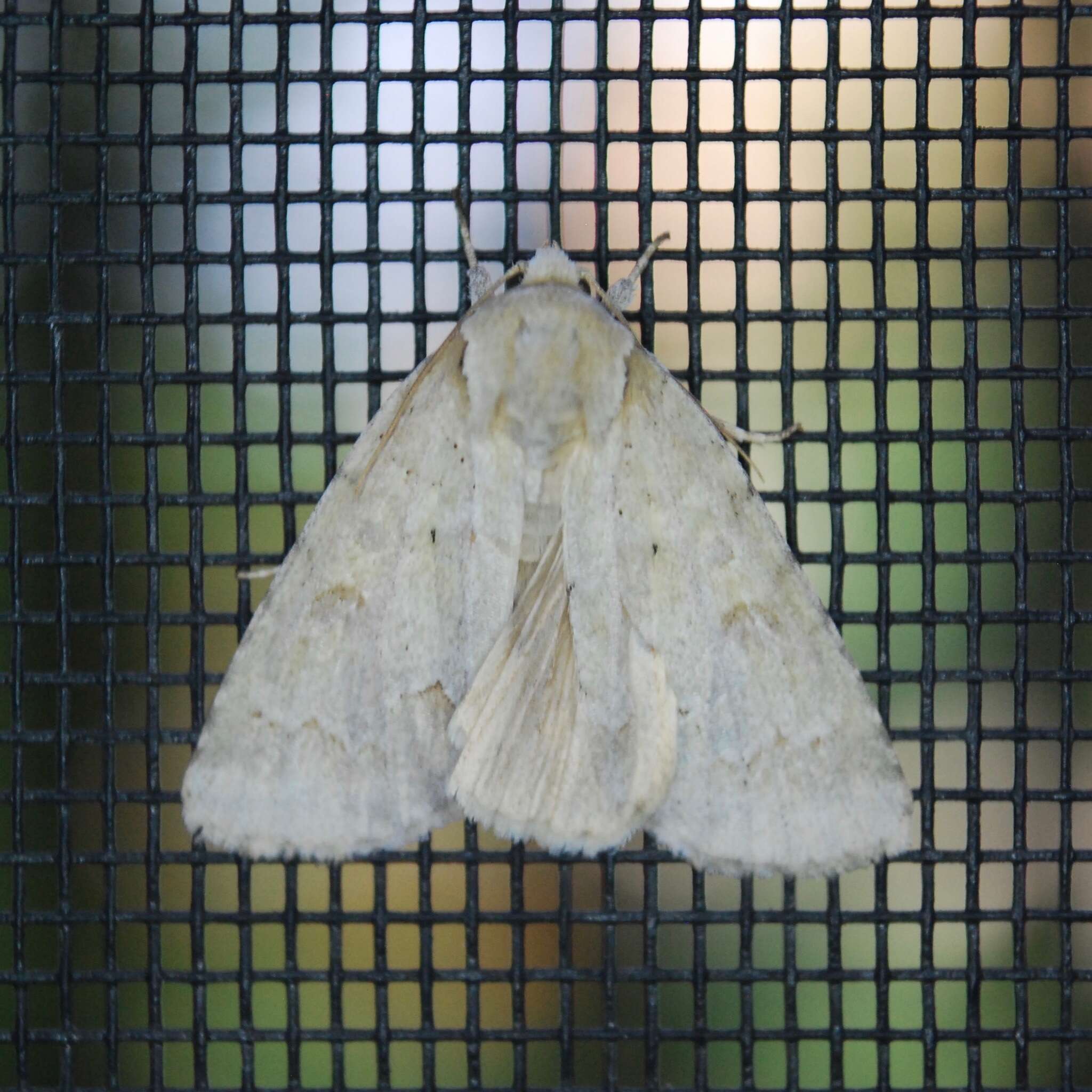 Image of Birch Dagger Moth