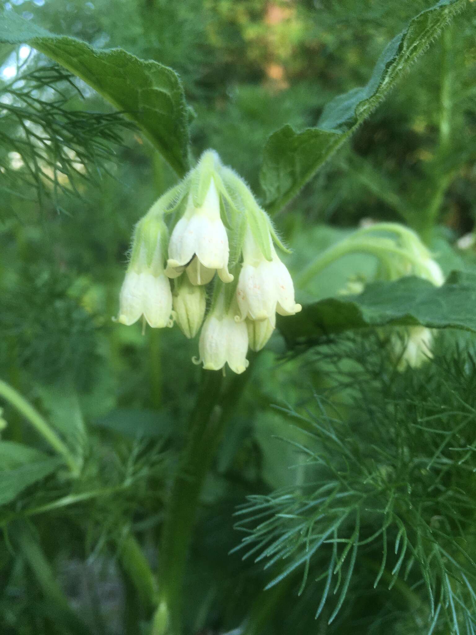 Symphytum officinale subsp. bohemicum (F. W. Schmidt) Celak.的圖片