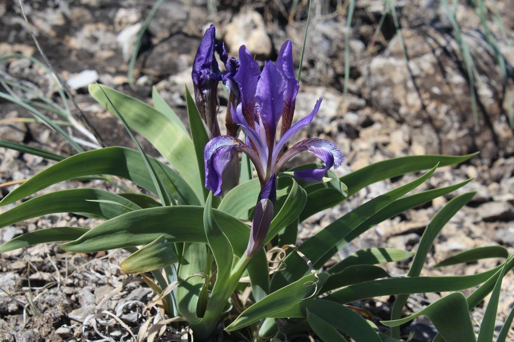 Image of Iris glaucescens Bunge