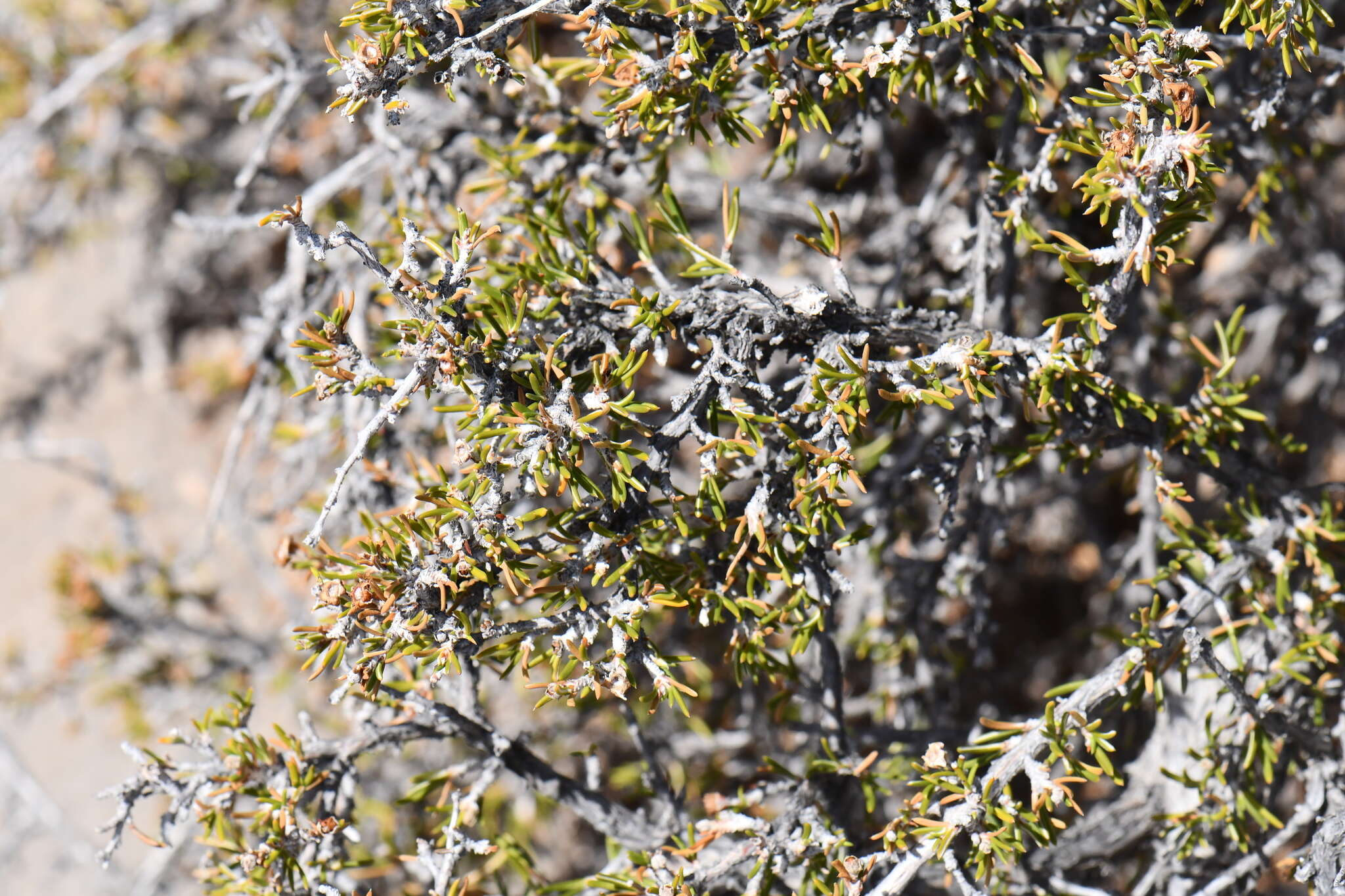 Image of heath cliffrose