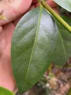 Image of Euonymus australiana F. Müll.