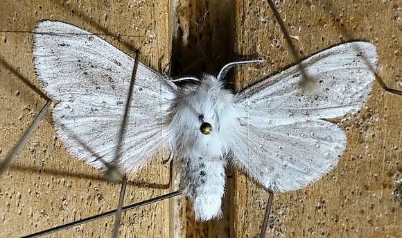 Image of Spilosoma dubia Walker 1855