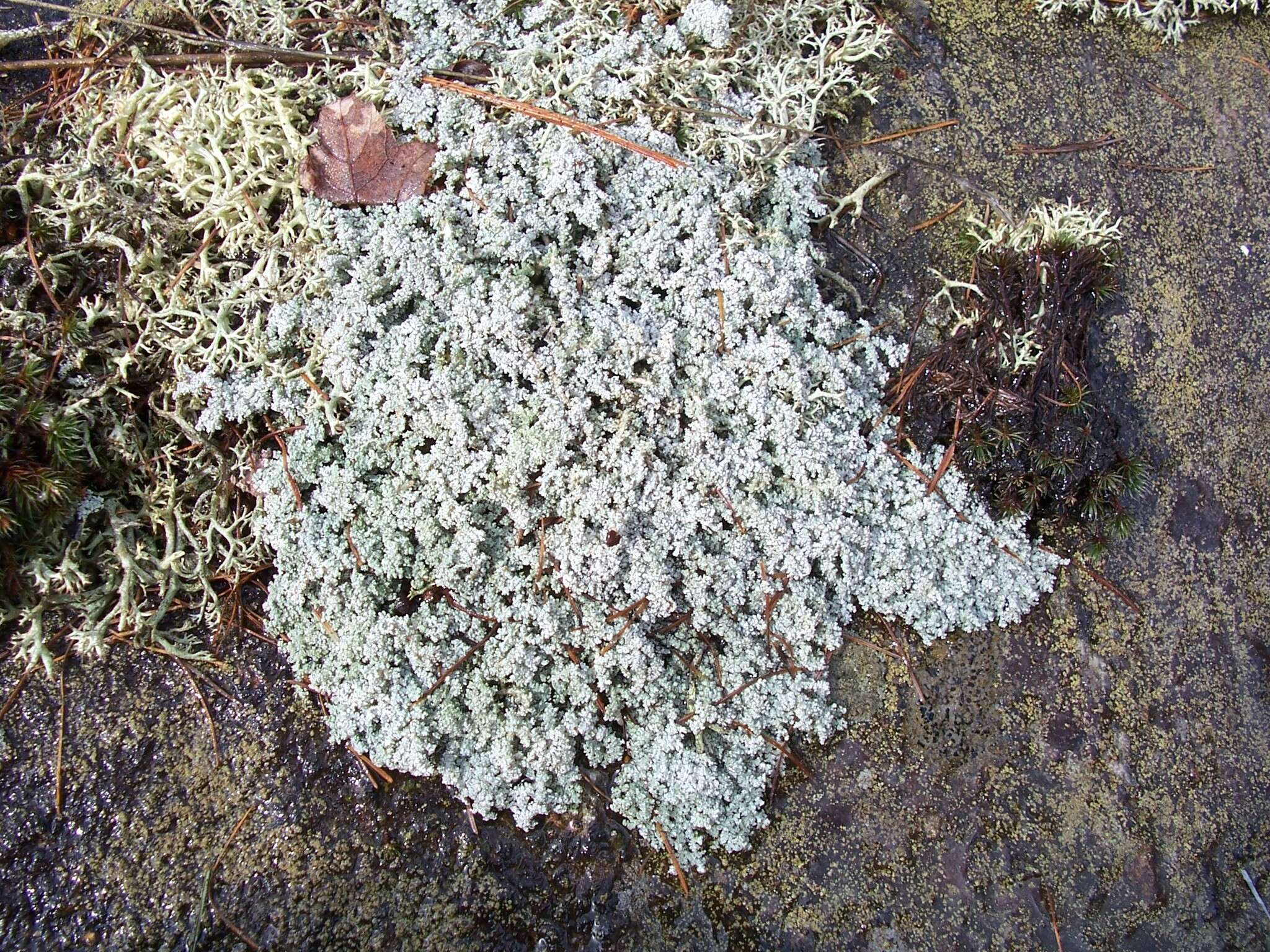 Image of Rock foam lichen