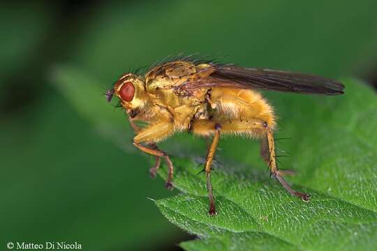 Image of Scathophaga stercoraria (Linnaeus 1758)