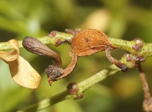 Image of Asphondylia clavata Gagne 1990