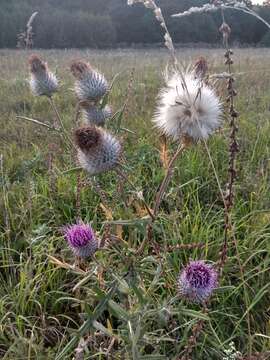 Слика од Cirsium decussatum Janka