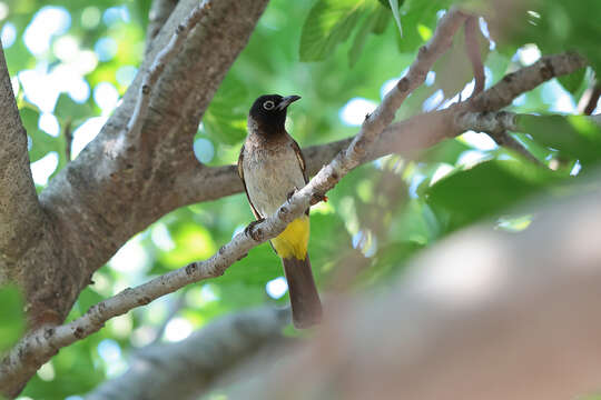 Image of White-eyed Bulbul