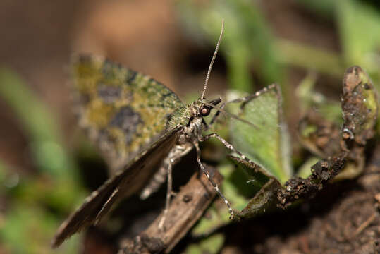 Image of yellow-barred brindle