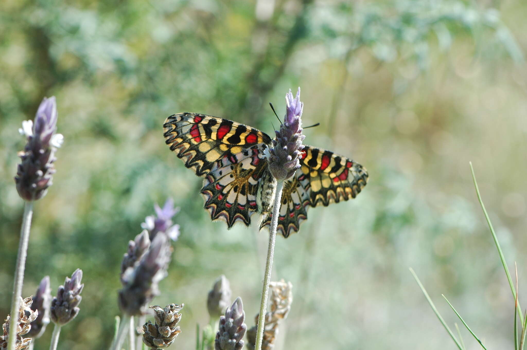 Image of Zerynthia rumina (Linnaeus 1758)