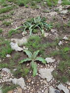 Image de Crinum graminicola I. Verd.