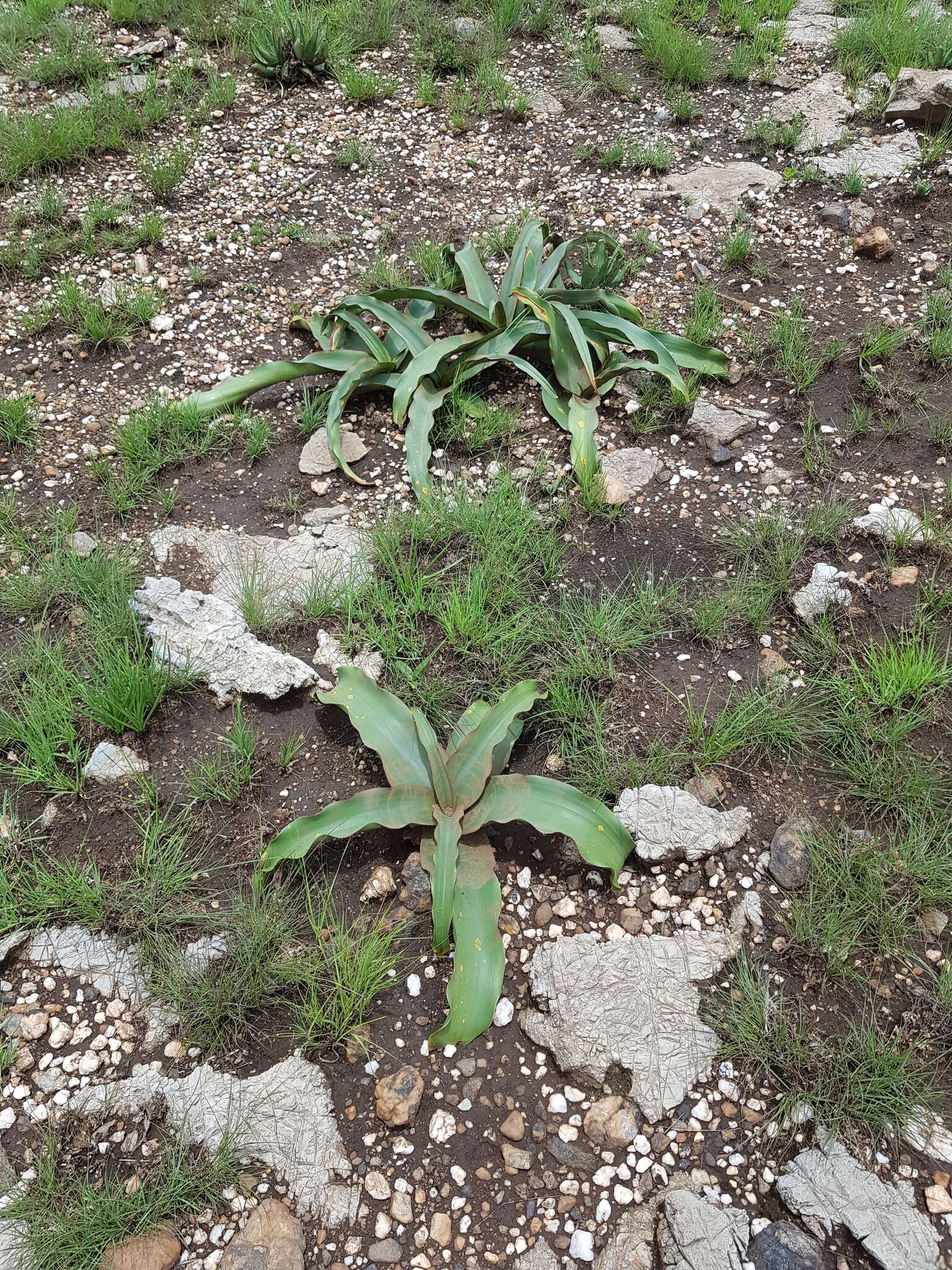 Image of Grassland crinum