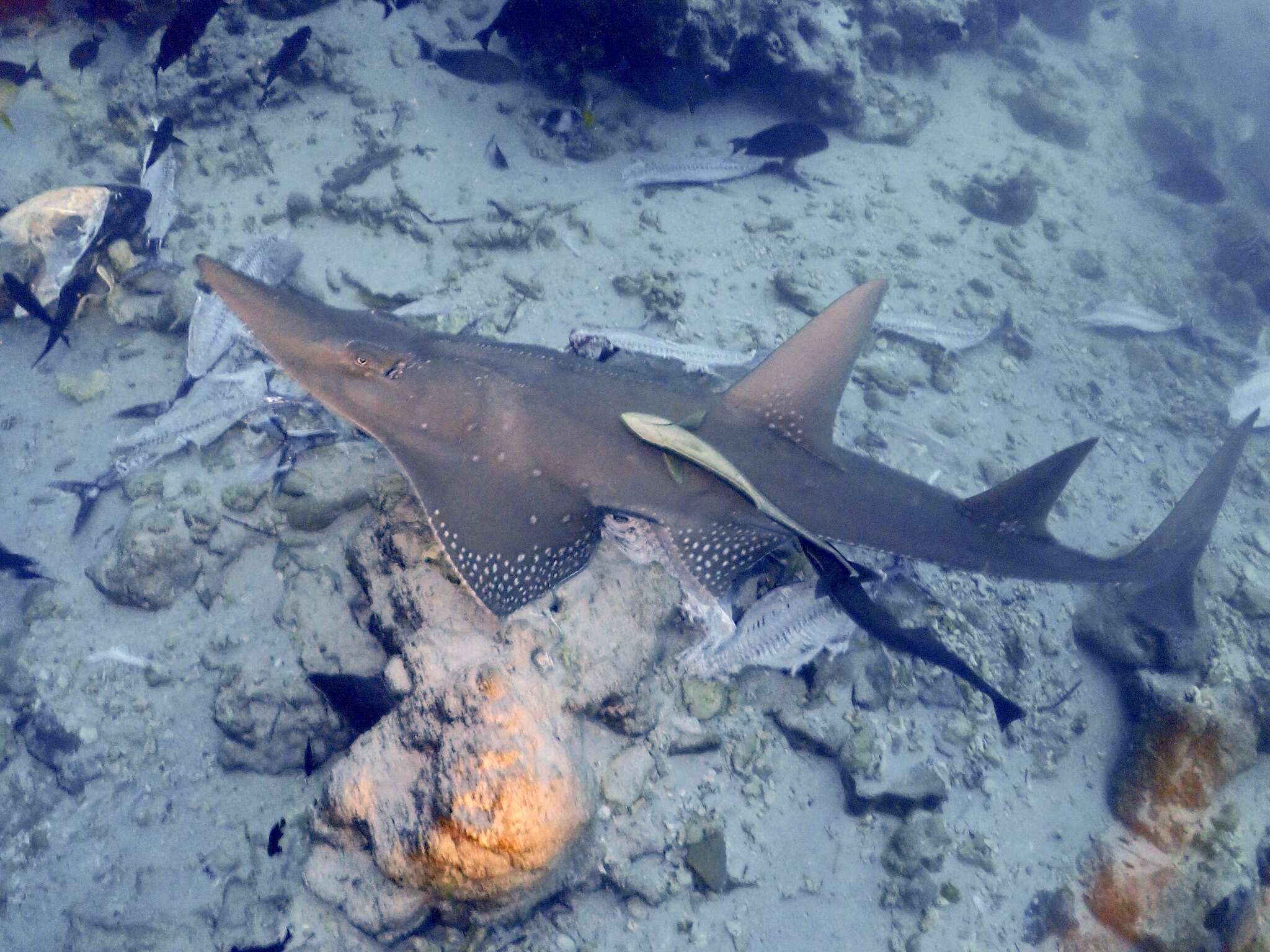 Image of White-spotted Guitarfish