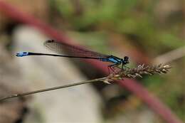 Image of Xiphiagrion cyanomelas Selys 1876