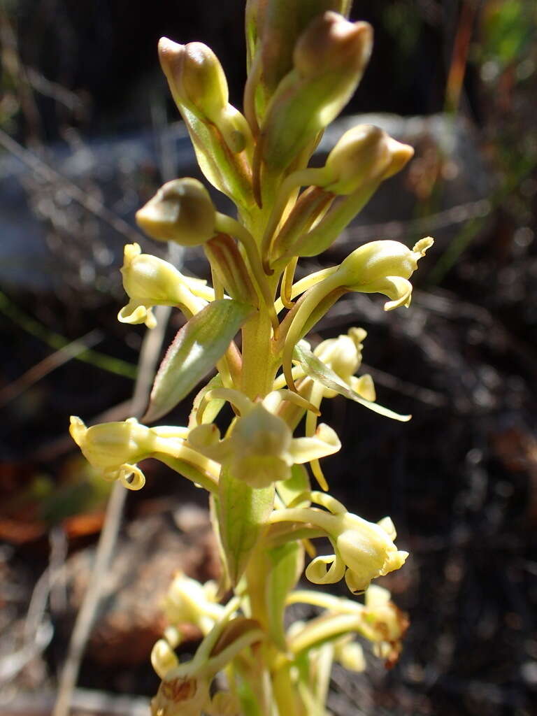 Image de Satyrium humile Lindl.