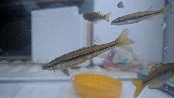 Image of fly-specked hardyhead