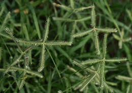 صورة Dactyloctenium australe Steud.