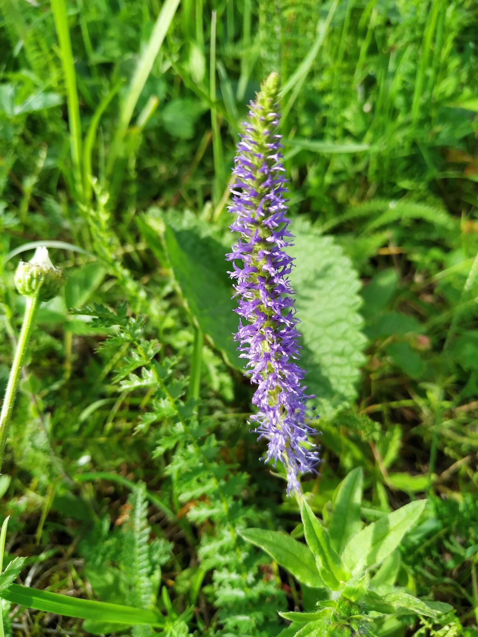 Image of Veronica spicata subsp. porphyriana (Pavl.) A. Jelen.