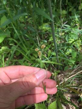 Image of common woodrush