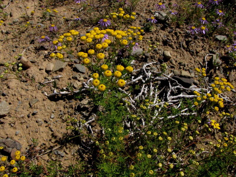 Oncosiphon grandiflorum (Thunb.) M. Källersjö的圖片