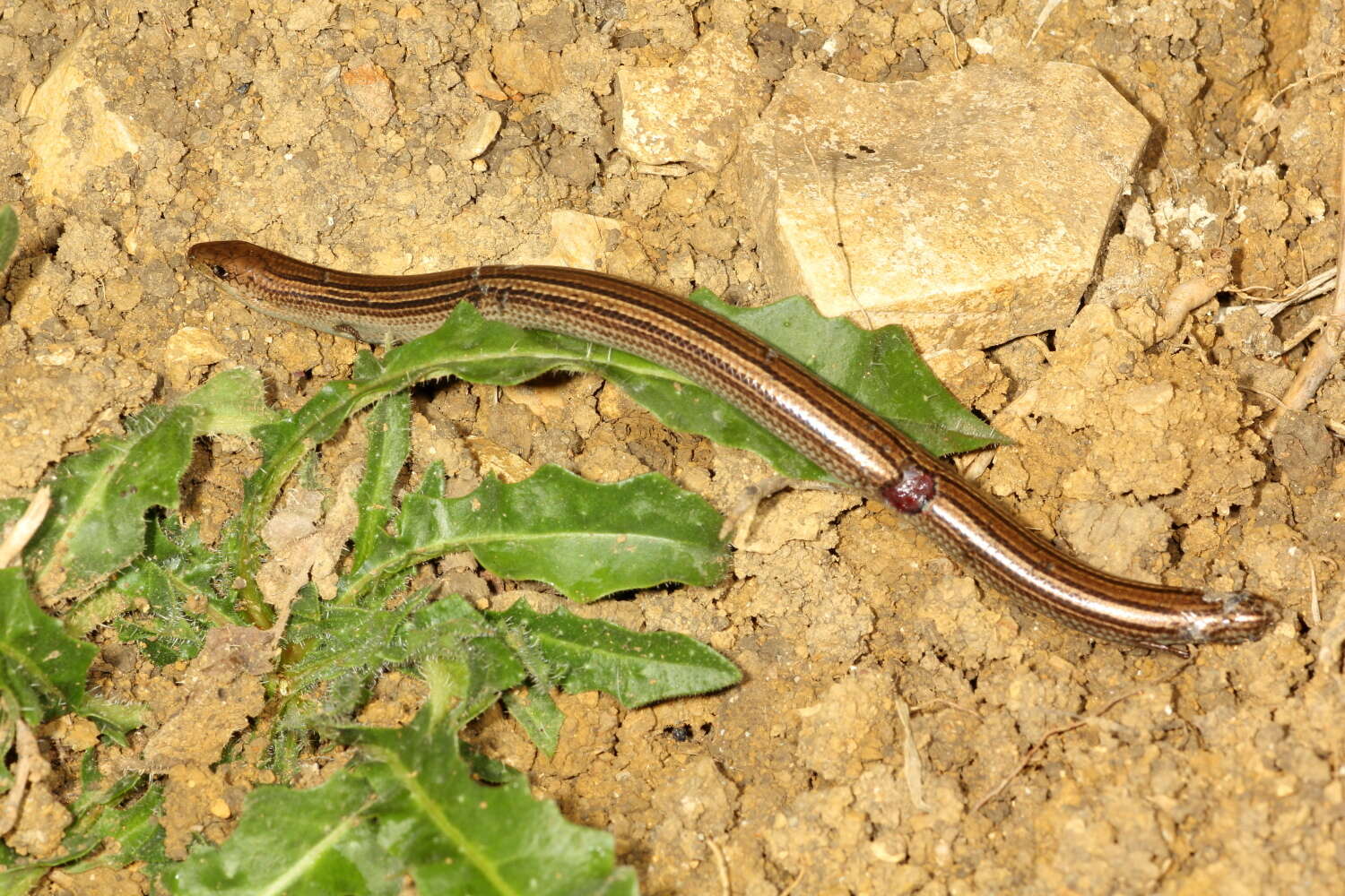 Chalcides chalcides (Linnaeus 1758) resmi