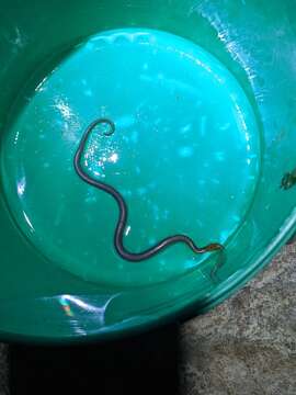 Image of Tanganyika (White-bellied) Water Snake