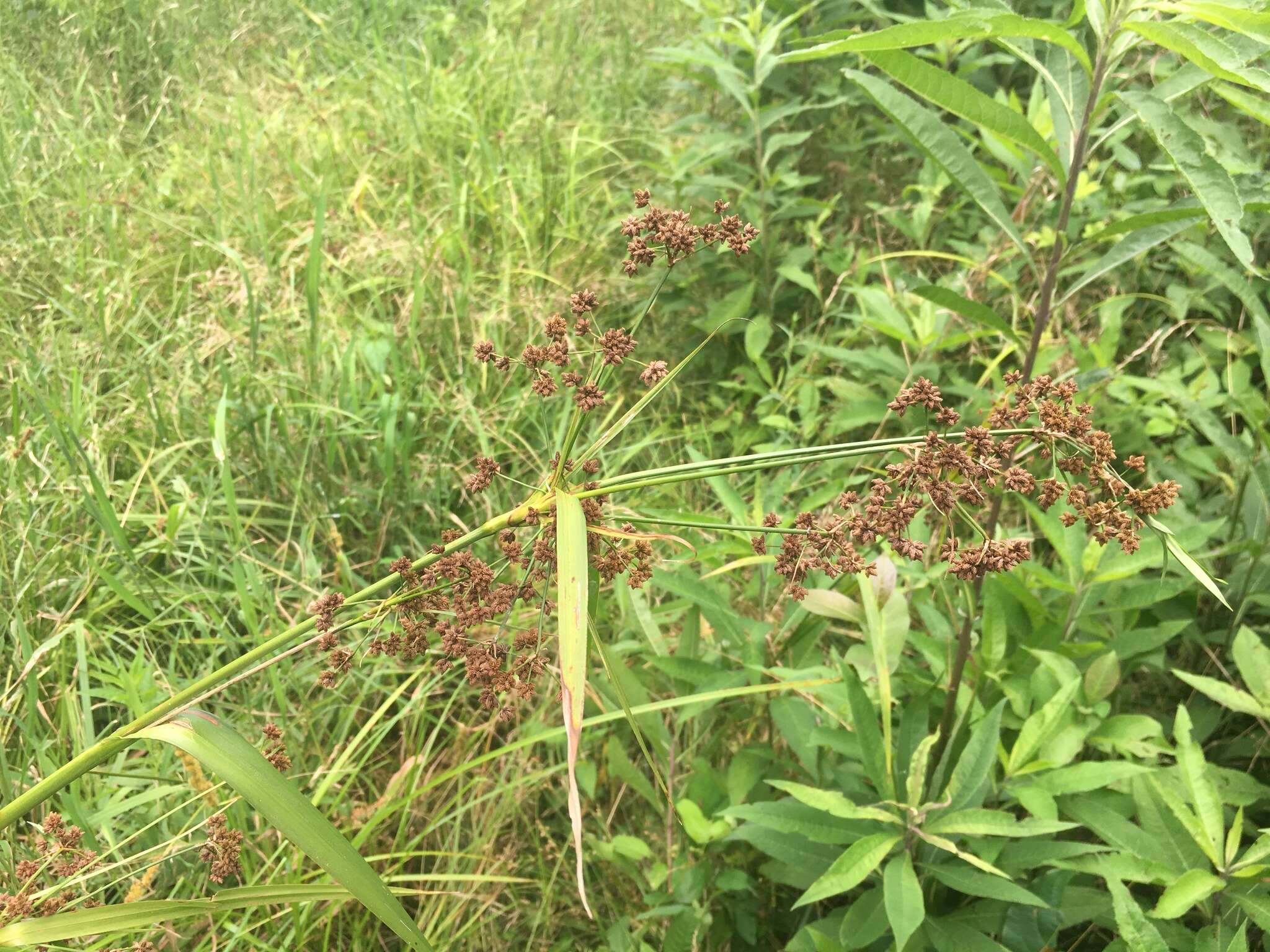 Image of Georgia bulrush