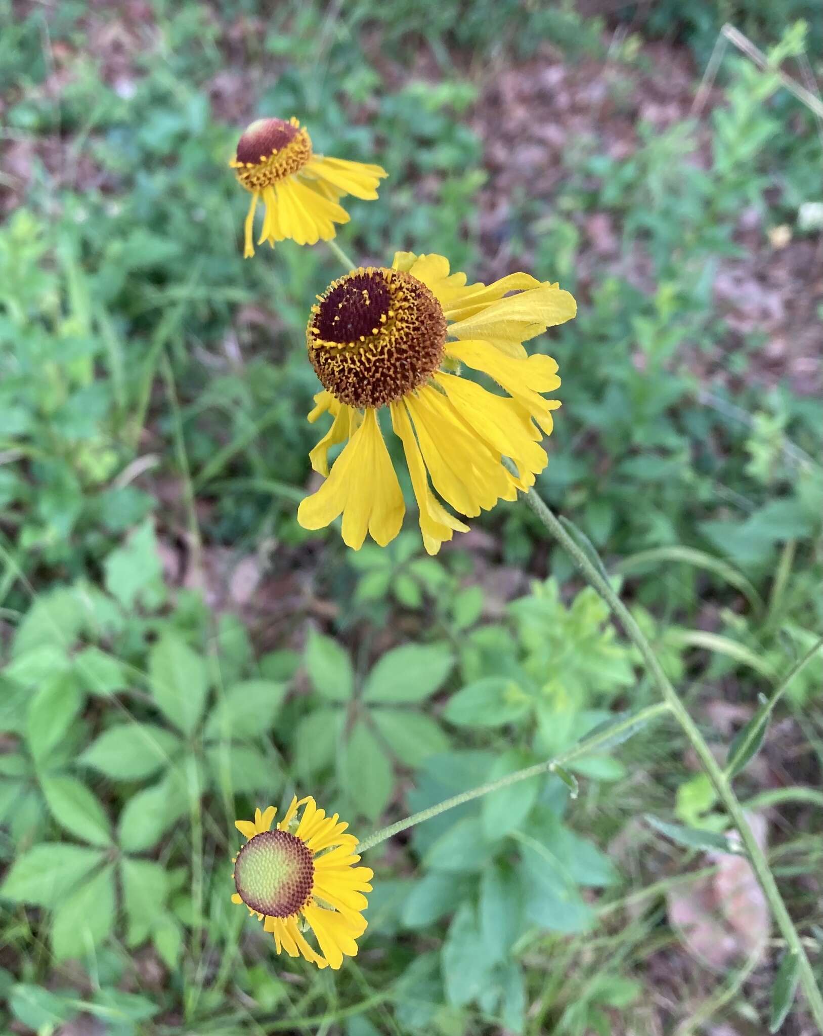 Image of Oldfield Sneezeweed