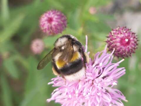 Image of Bombus patagiatus Nylander 1848