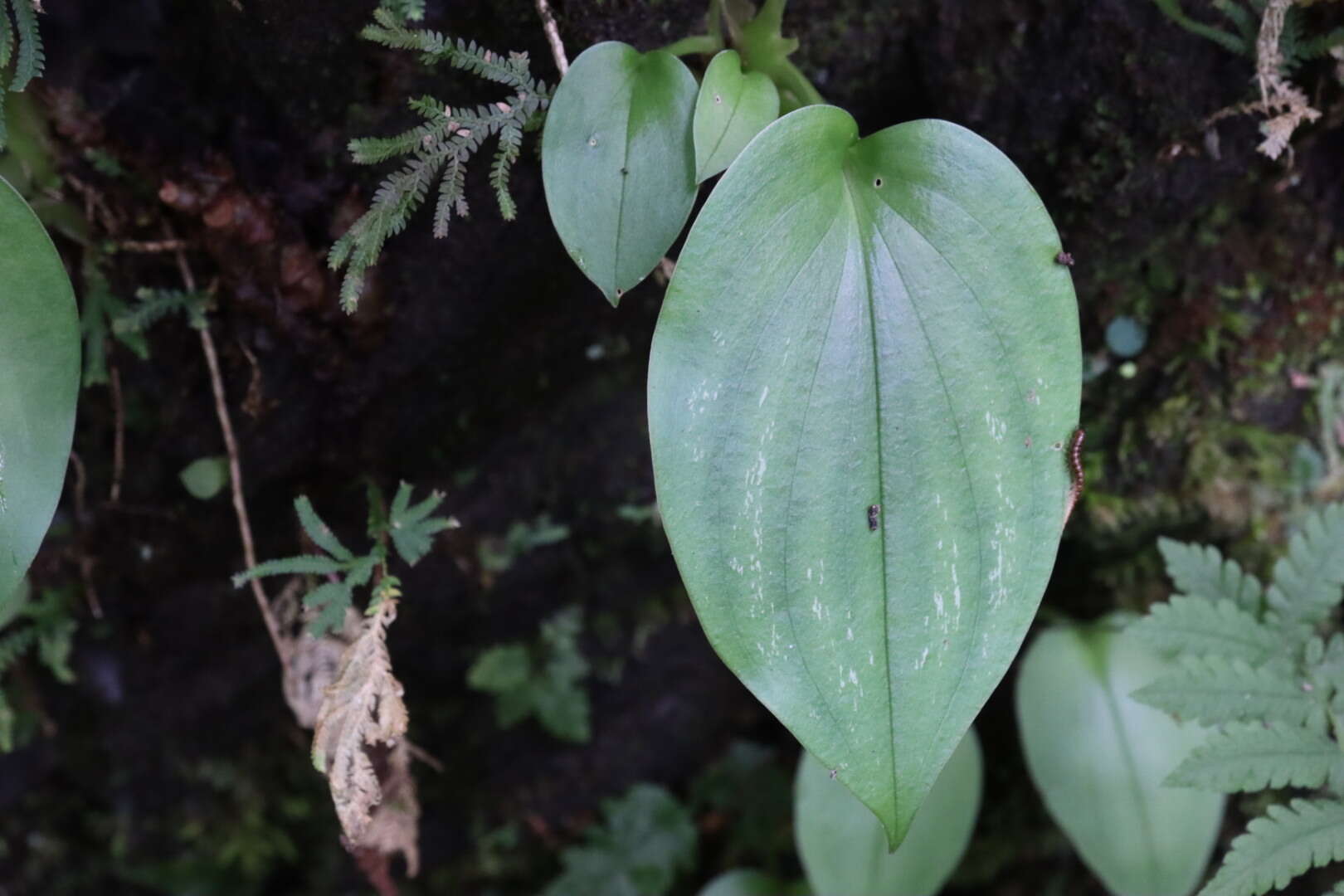 Imagem de Liparis cordifolia Hook. fil.