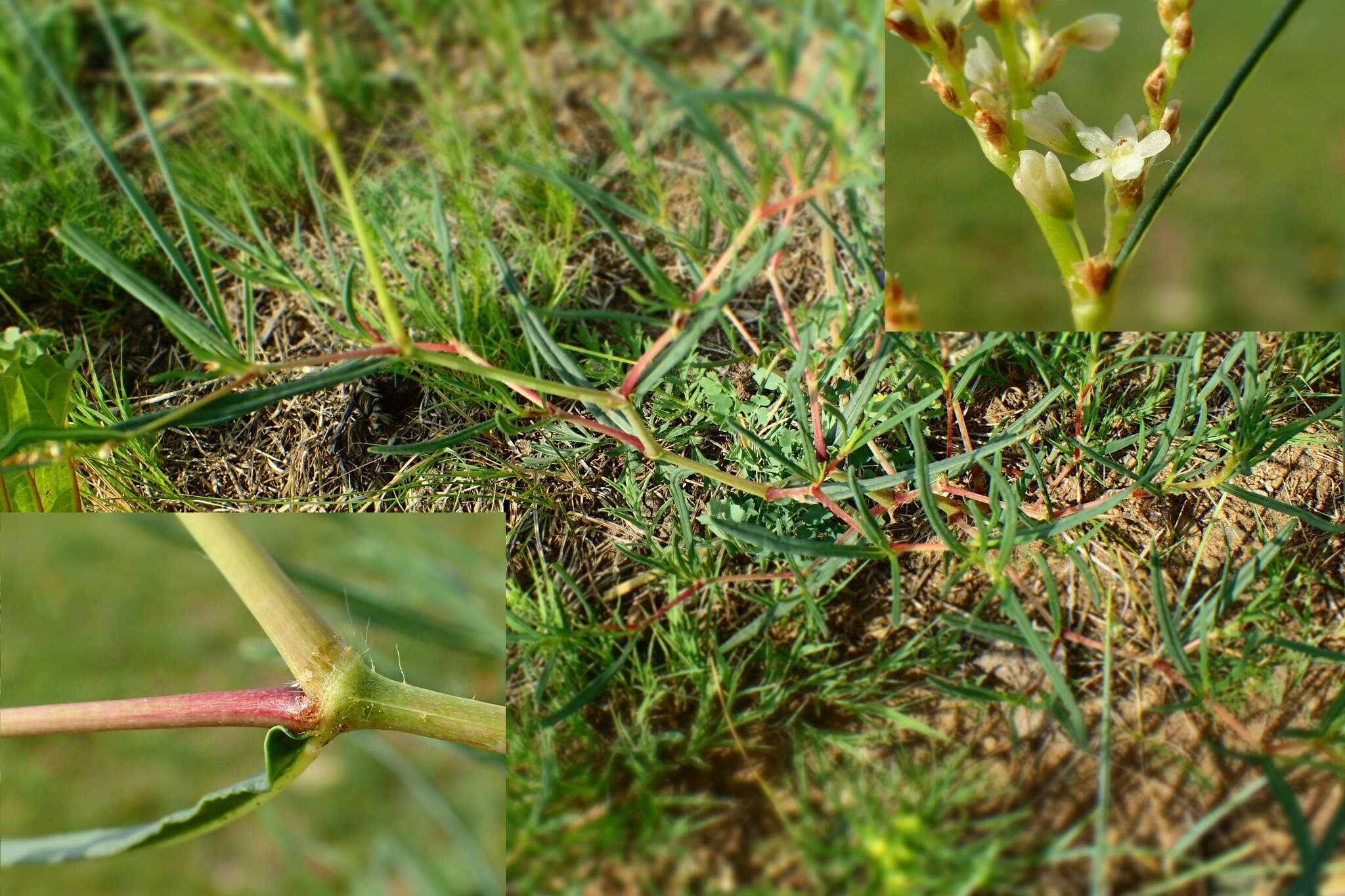 Image de Persicaria angustifolia (Pall.) Ronse Decraene