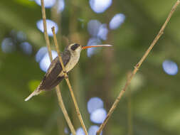 Image of Pale-bellied Hermit