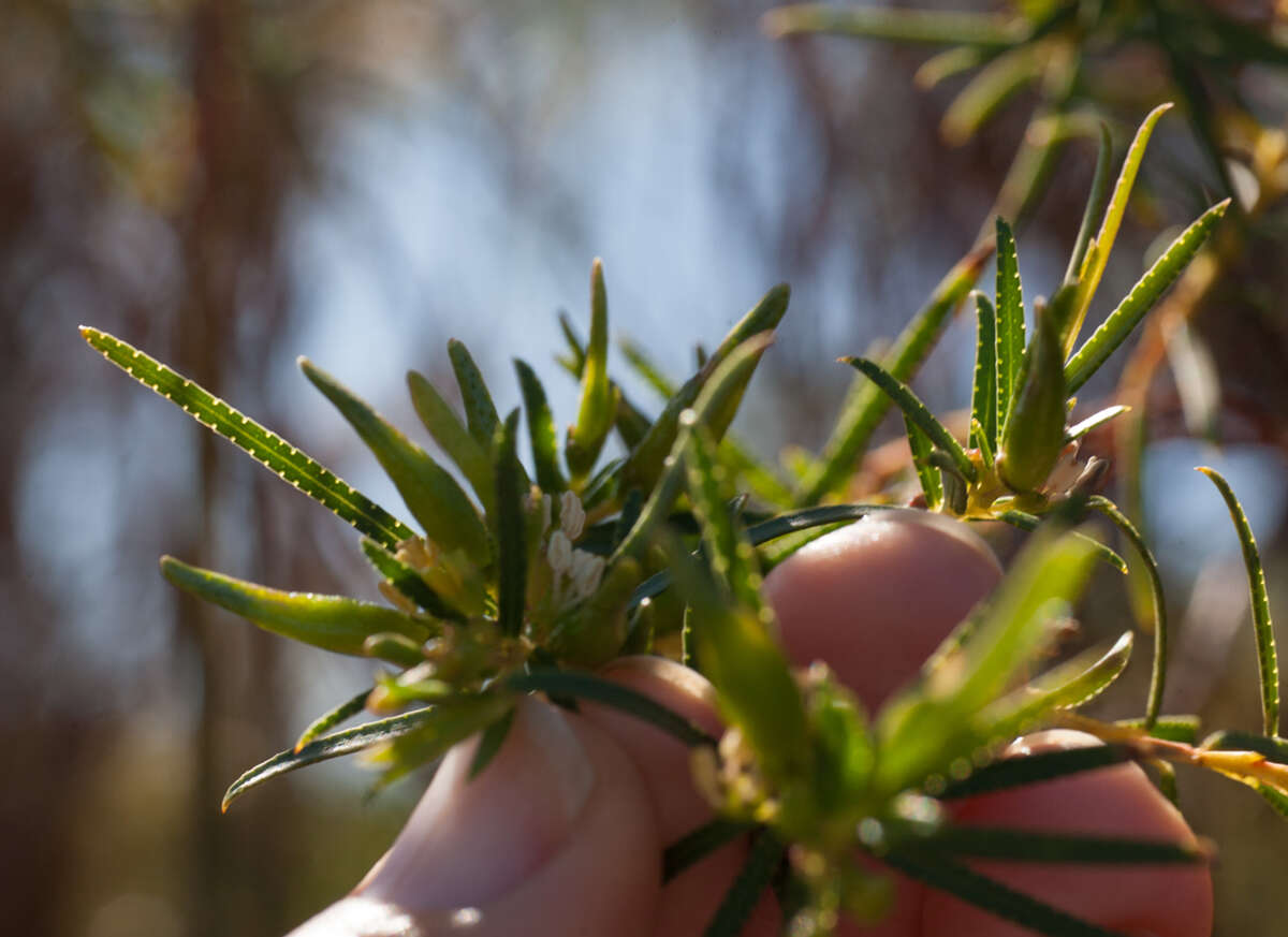 Image of Empleurum unicapsulare (L. fil.) Skeels